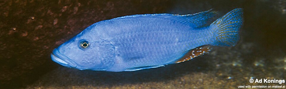 Tyrannochromis nigriventer 'Ndumbi Rocks'