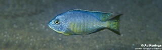 Copadichromis diplostigma 'Ndumbi Rocks'.jpg