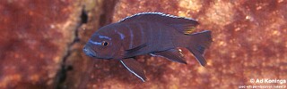 Cynotilapia sp. 'elongatus ndumbi' Ndumbi Rocks.jpg