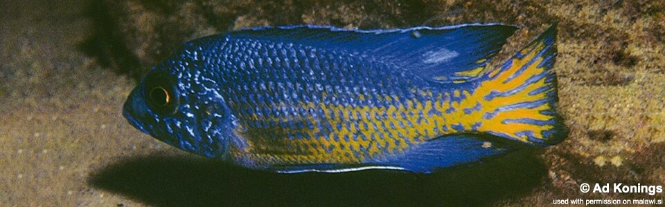 Aulonocara stuartgranti 'Ngara'