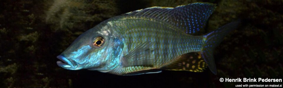 Taeniolethrinops praeorbitalis 'Ngara'