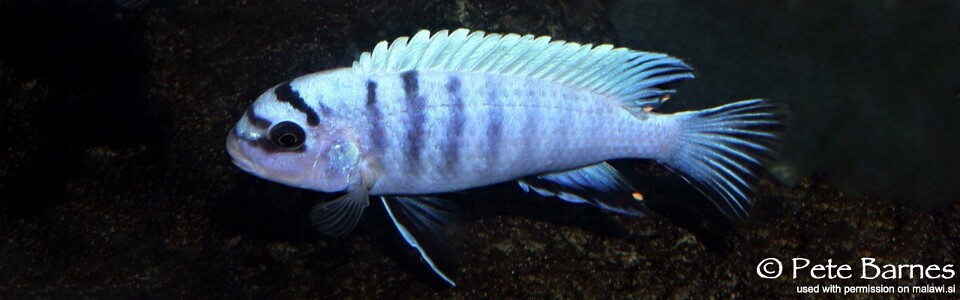 Pseudotropheus sp. 'perspicax tanzania' Ngehe