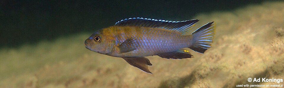 Chindongo longior 'Ngkuyo Island'