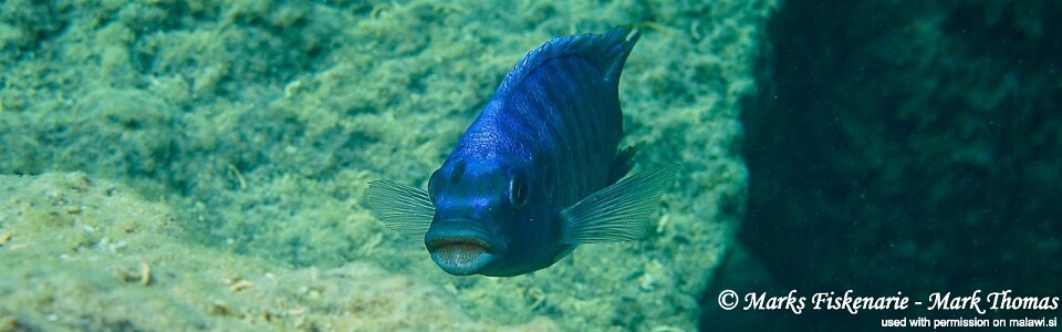 Maylandia midomo 'Ngkuyo Island'<br><font color=gray>Metriaclima midomo 'Ngkuyo Island'</font> 