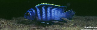 Labidochromis sp. 'mbamba' Ngkuyo Island.jpg