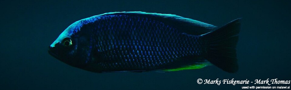 Copadichromis jacksoni 'Ngwasi'