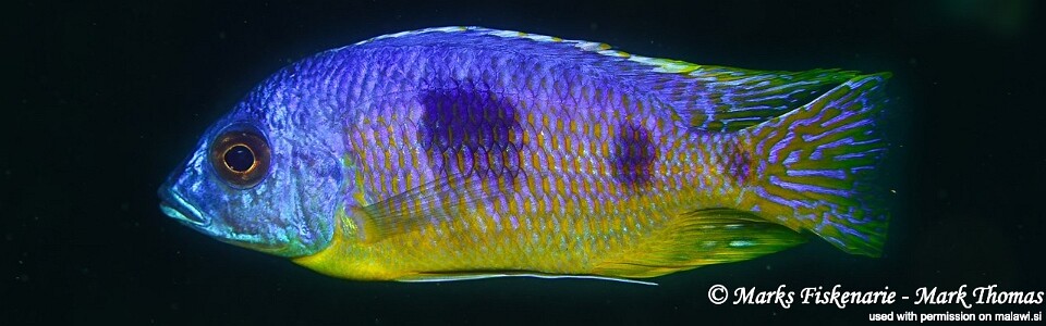 Otopharynx heterodon 'Ngwasi'