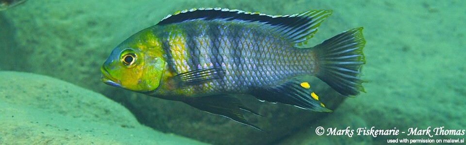 Petrotilapia genalutea 'Ngwasi'