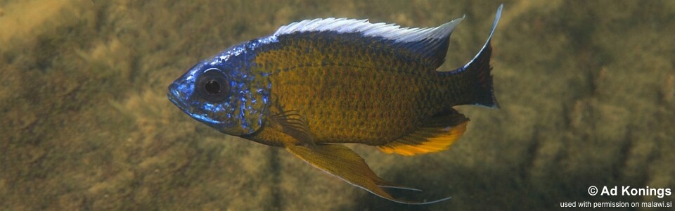 Copadichromis borleyi 'Nkanda'