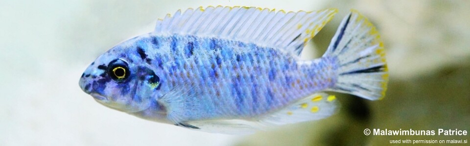 Labeotropheus fuelleborni 'Nkanda'