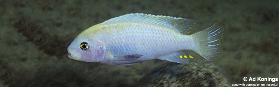 Maylandia callainos 'Nkanda'<br><font color=gray>Metriaclima callainos 'Nkanda'</font> 