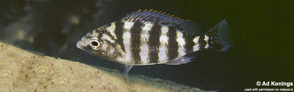 Protomelas sp. 'johnstoni solo' Nkanda