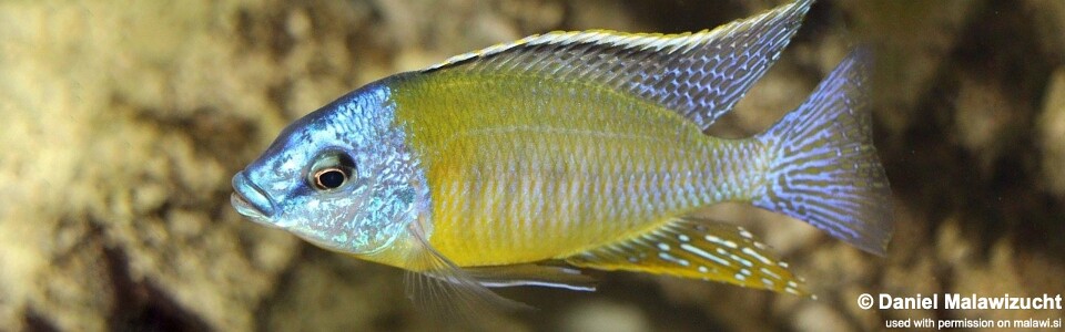 Protomelas sp. 'steveni imperial' Nkanda