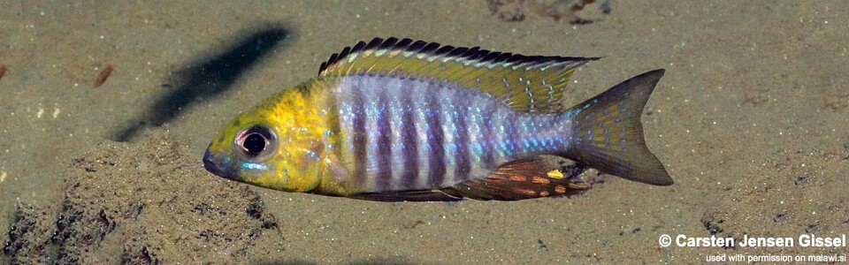 Aulonocara sp. 'chitande type north' Nkhata Bay