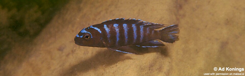 Chindongo sp. 'elongatus nkhata blue' Nkhata Bay