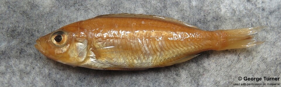 Copadichromis mloto 'Nkhata Bay'