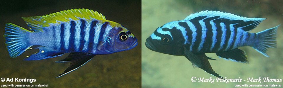 Cynotilapia zebroides 'Nkhata Bay'