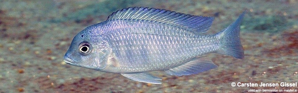 Cyrtocara moorii 'Nkhata Bay'