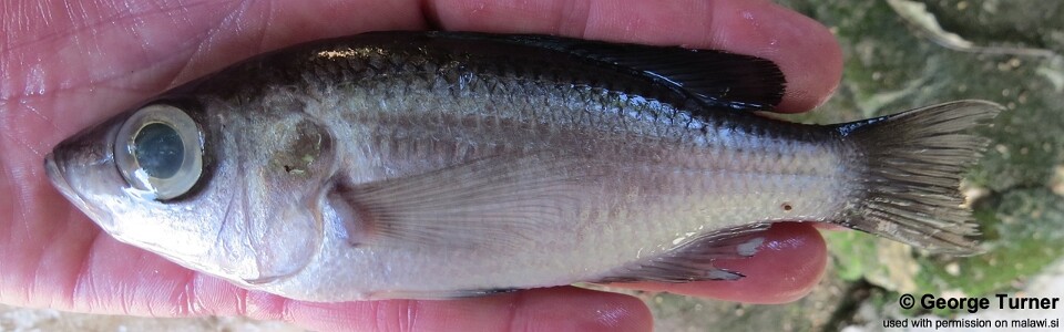 Diplotaxodon sp. 'bigeye blackdorsal' Nkhata Bay<br><font color=gray>Diplotaxodon sp. 'macrops black dorsal' Nkhata Bay</font>