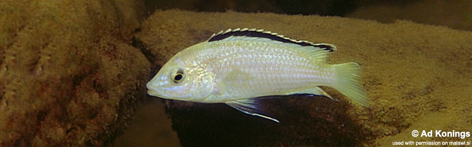 Labidochromis caeruleus 'Nkhata Bay'