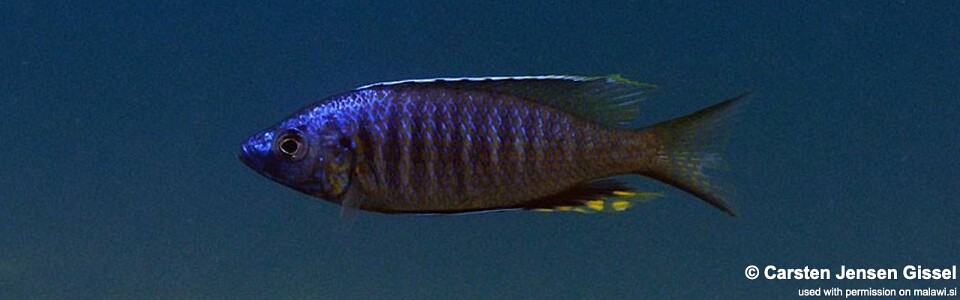 Mchenga thinos 'Nkhata Bay'