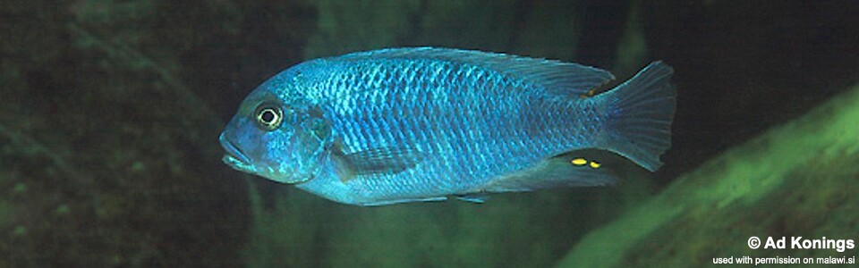 Petrotilapia tridentiger 'Nkhata Bay'