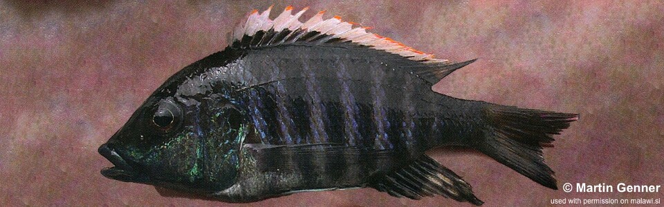 Placidochromis sp. 'white-orange dorsal' Nkhata Bay