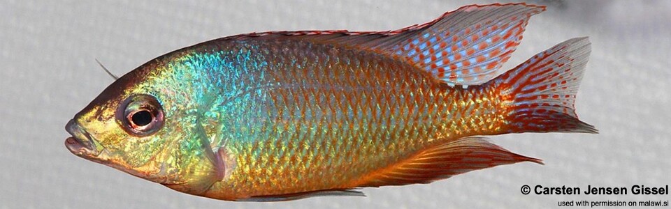 Protomelas virgatus 'Nkhata Bay'