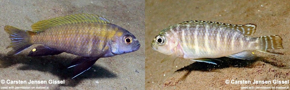 Pseudotropheus sp. 'dwarf nkhata' Nkhata Bay