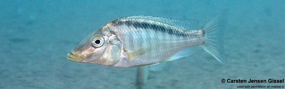 Taeniolethrinops laticeps 'Nkhata Bay'