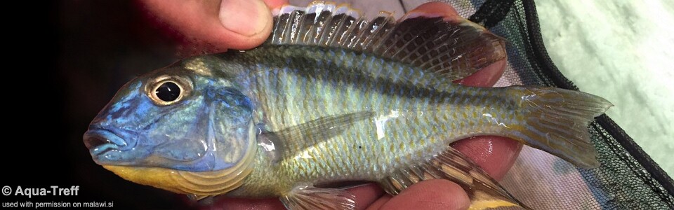 Tramitichromis brevis 'Nkhata Bay'