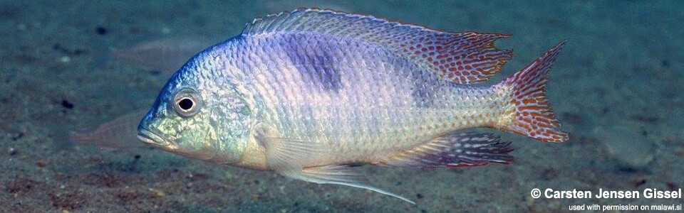 Trematocranus placodon 'Nkhata Bay'