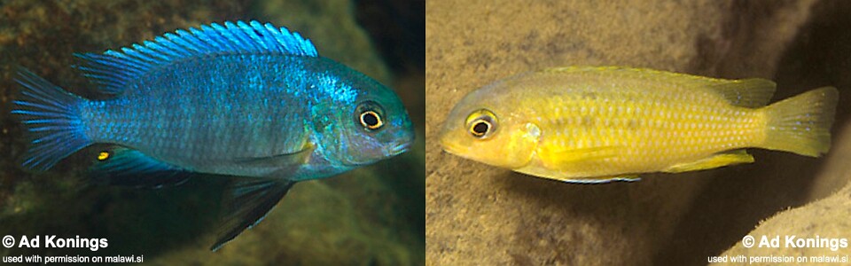 Tropheops sp. 'mauve yellow' Nkhata Bay 