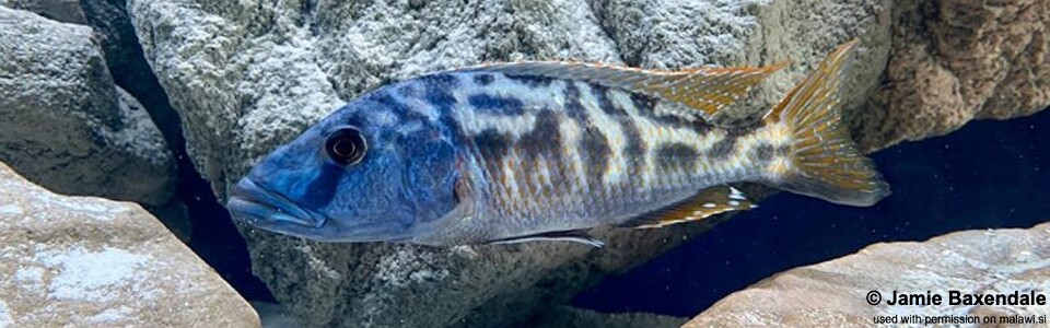 Tyrannochromis nigriventer 'Nkhata Bay'