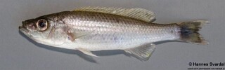 Diplotaxodon limnothrissa 'Nkhata Bay'.jpg