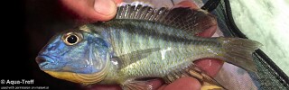 Tramitichromis brevis 'Nkhata Bay'.jpg