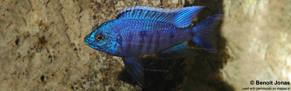 Copadichromis azureus 'Nkhomo Reef'
