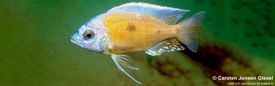 Copadichromis borleyi 'Nkhomo Reef'