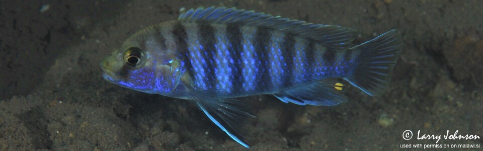 Labidochromis ianthinus 'Nkhomo Reef'
