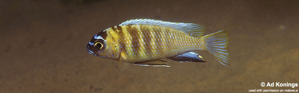 Maylandia sp. 'patricki' Nkhomo Reef<br><font color=gray>Metriaclima  sp. 'patricki' Nkhomo Reef</font> 