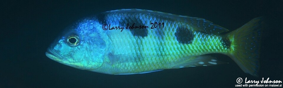 Otopharynx speciosus 'Nkhomo Reef'