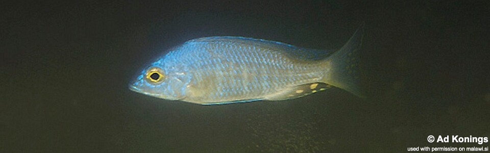 Placidochromis sp. 'electra type' Nkhomo Reef