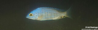 Placidochromis sp. 'electra type' Nkhomo Reef.jpg