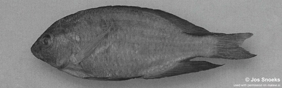 Otopharynx sp. 'high fin' Nkhotakota