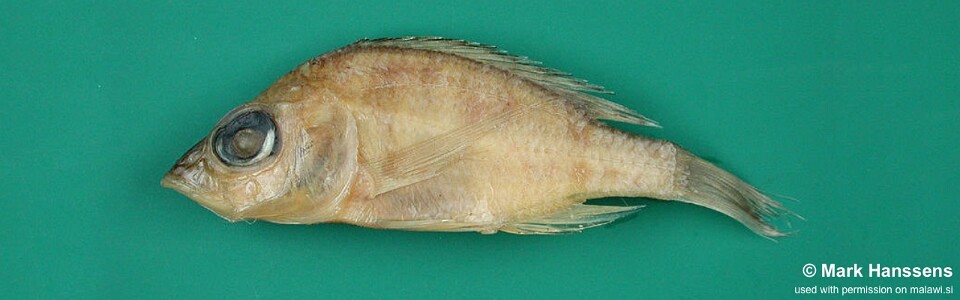 Placidochromis minutus 'Nkhotakota-Sungu Spit'