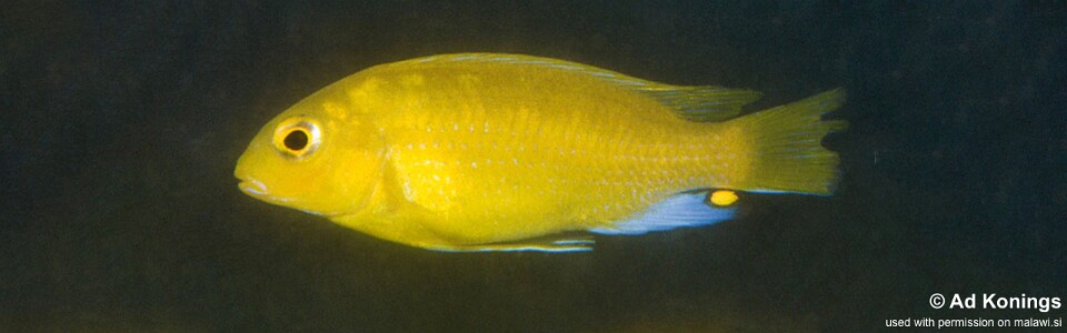 Maylandia barlowi 'Nkhudzi Headland'<br><font color=gray>Metriaclima barlowi 'Nkhudzi Headland'</font> 