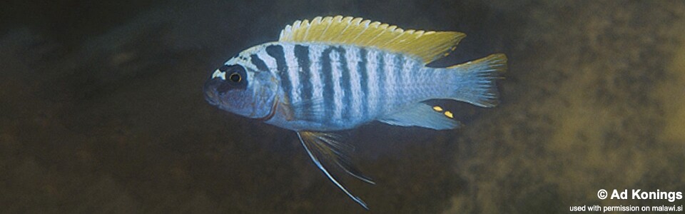 Maylandia pyrsonotos 'Nkhudzi'<br><font color=gray>Metriaclima pyrsonotos 'Nkhudzi'</font> 