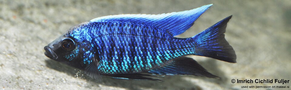 Copadichromis parvus 'Nkhungu Point'