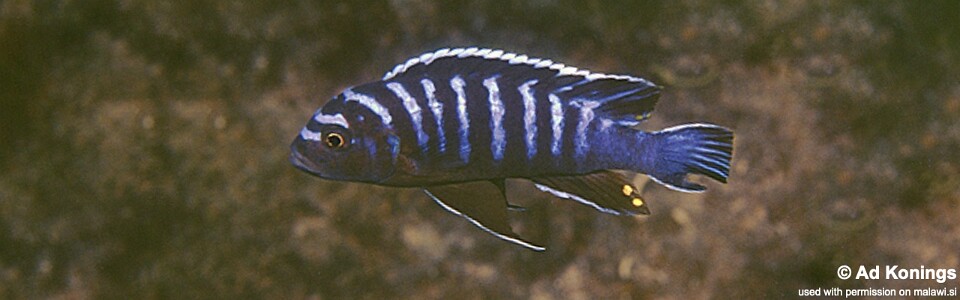 Cynotilapia afra 'Nkhungu Point'