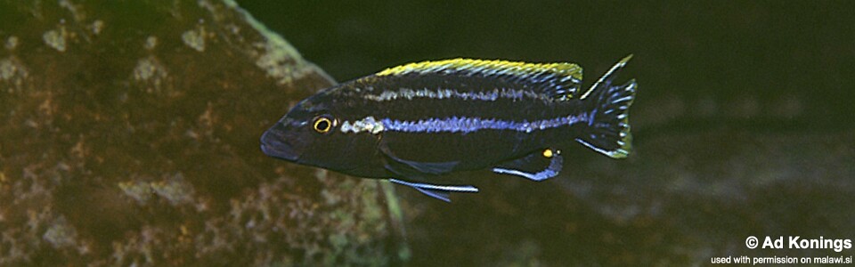 Melanochromis simulans 'Nkhungu Point'